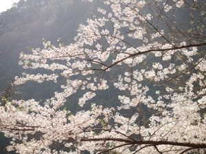 コブクロ 桜 歌詞の意味やpvは ドラマ N Sあおい 主題歌