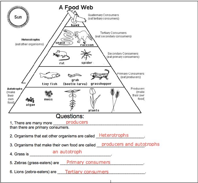 Food Webs And Food Chain Worksheet Answer Key