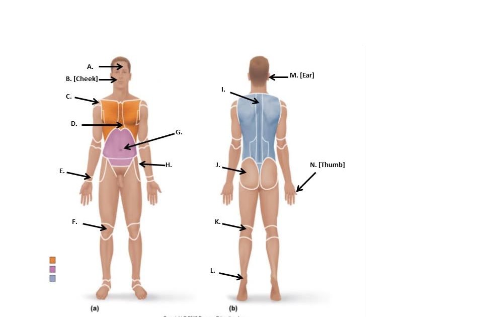 Blank Printable Anatomical Position