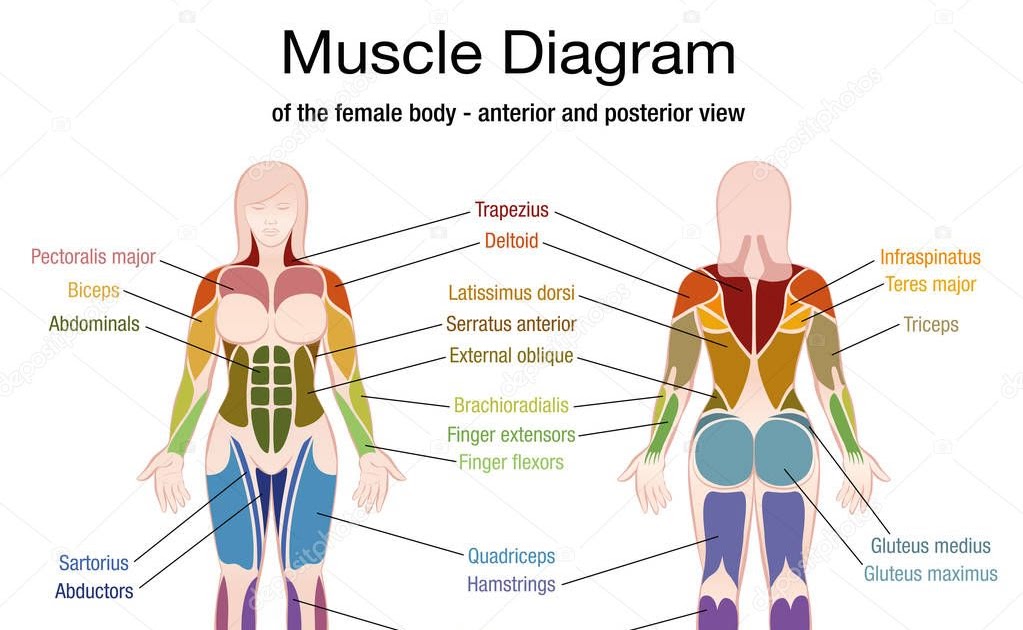 Chest Muscles Diagram Female Chest Press Muscle Diagrams Pinterest