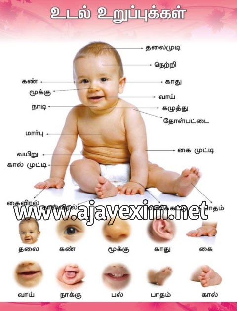 Body Parts Name In Tamil And English / Parts Of The Body In Tamil