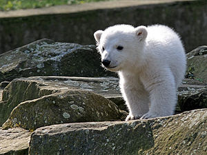 世界一有名なホッキョクグマのクヌート 誕生から半年間の感動の成長ドキュメンタリー 今日も しろくま専門店