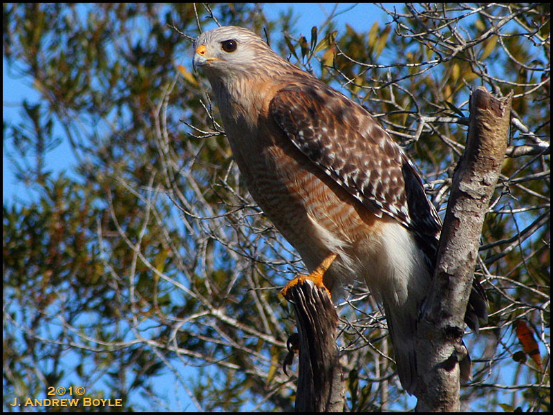 Red-shouldered Hawk