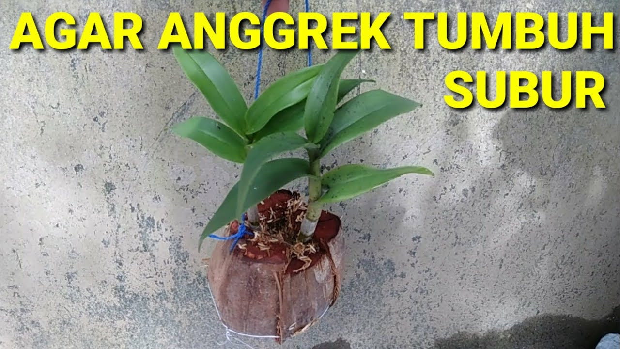  Cara  Buat Bunga  Anggrek  Akrilik