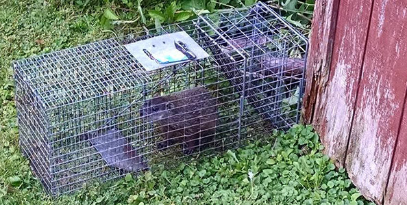 guide to get how to keep animals out from under your shed