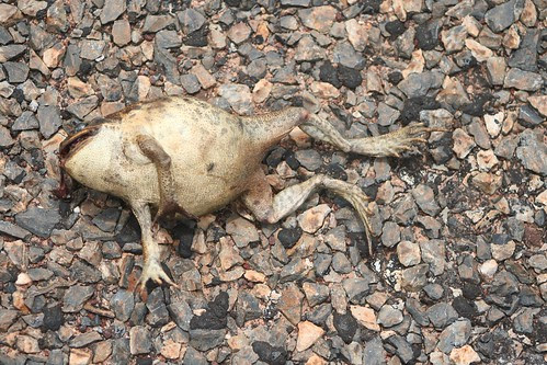 Cane Toad