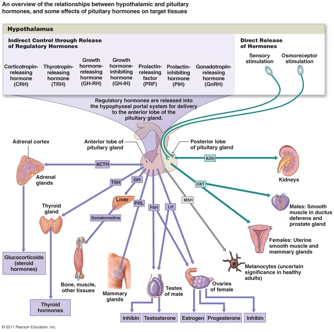 18 Luxury Label The Organs Of The Endocrine System