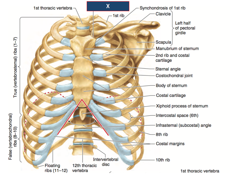 Anatomy Of Chest Ribs Posterior Rib Cage Muscles Thor - vrogue.co