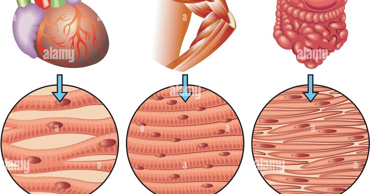 Anatomy Of Cardiac Muscles