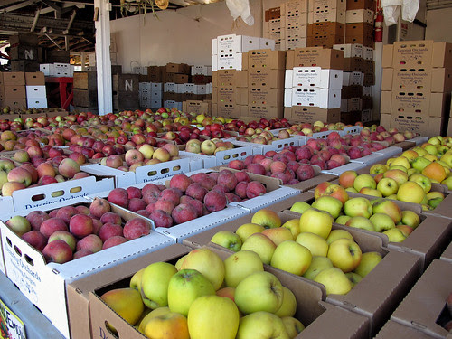 APPLE-DAZE_7566