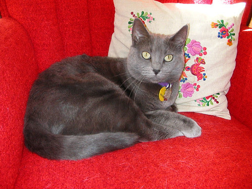 Harryette, my mom and Jack's cat - RIP