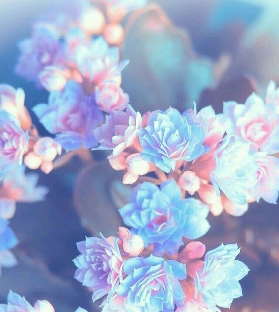 Aesthetic Blue Flower Wallpaper