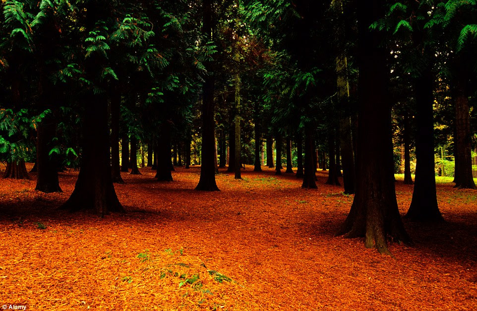 The pine trees of Great Windsor Park look beautiful in autumn and proved a perfect backdrop for the dark live action fairytaleÂ