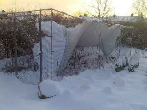 Allotment snow Jan 10 no 5