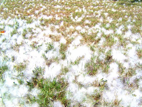 無限台南/木棉棉絮