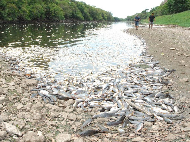 Milhares de peixes são encontrados mortos no Rio Piracicaba, em Piracicaba (SP), nesta quarta-feira (12). Não há informações se o ocorrido é devido à seca ou vazamento de algum produto químico.  (Foto: Paulo Ricardo/Futura Press/Estadão Conteúdo)