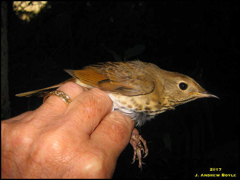 Hermit Thrush Hermit Thrush