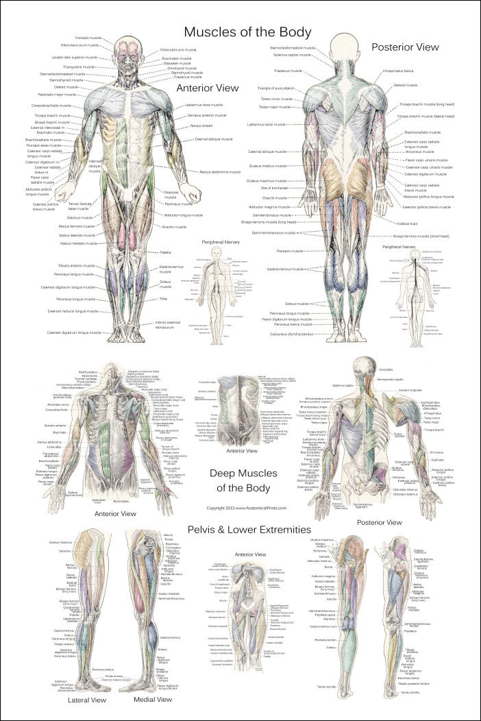 Muscles Anterior Full Body Diagram / Human Muscles Diagram : human-leg