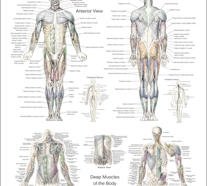 Muscles Anterior Full Body Diagram Human Muscles Diagram Human Leg