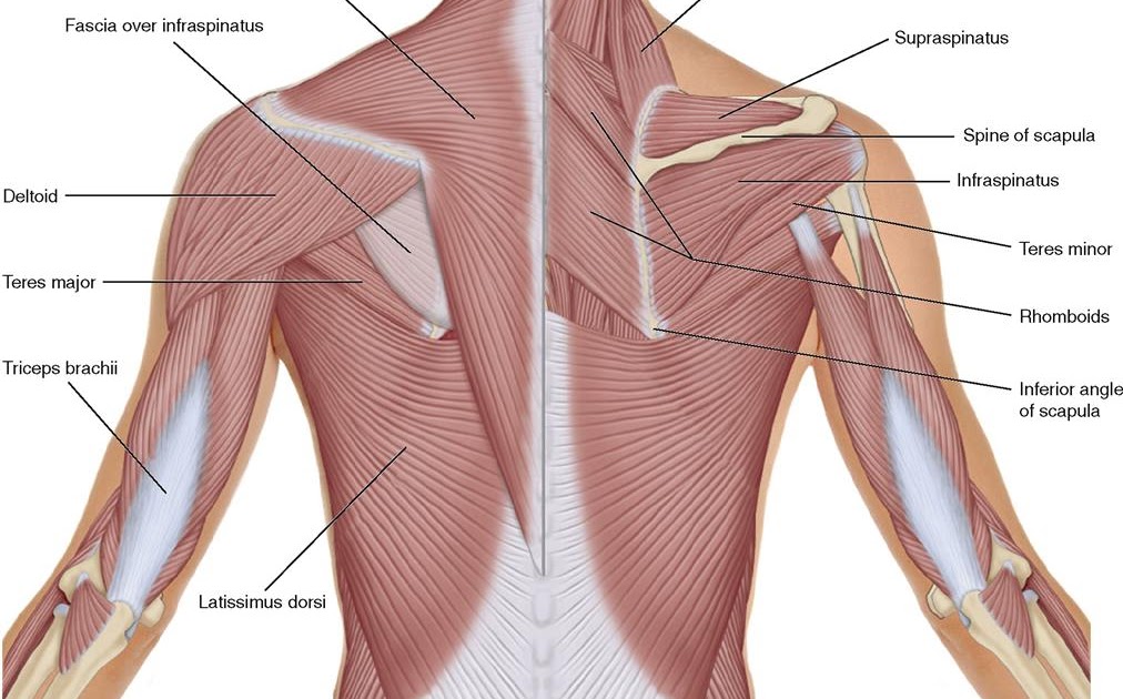 Back Shoulder Muscle Names