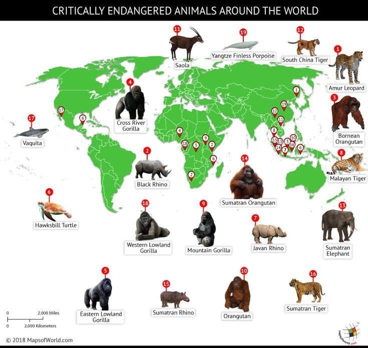 Endangered Animals Chart