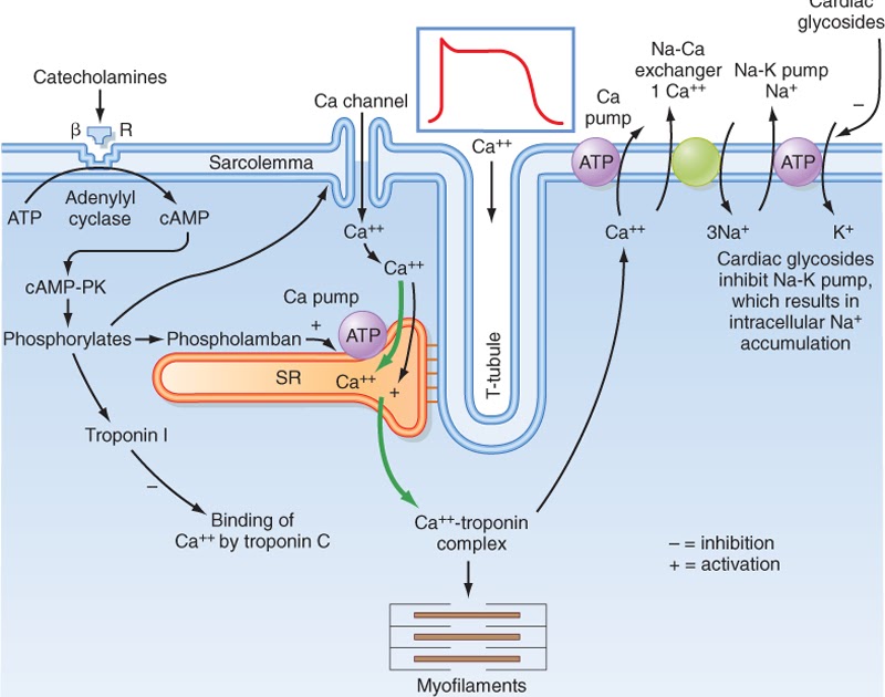 Cardiac Muscle Contraction Diagram - Diagram Media