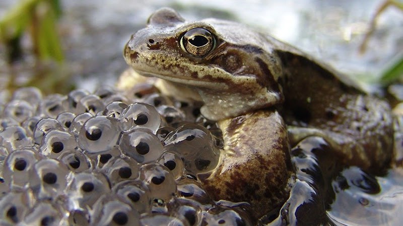 Konsep Terkini Apakah Katak Ovipar, Hewan Ovipar