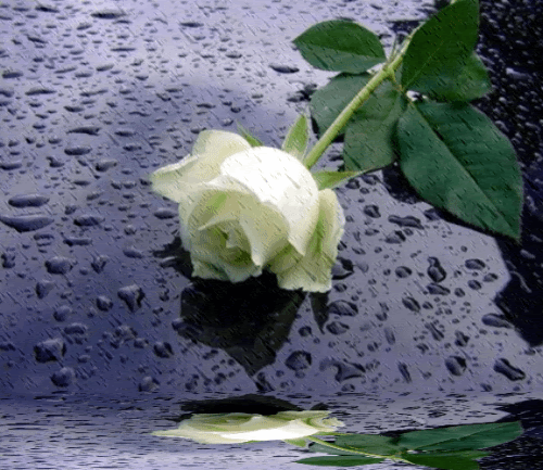 ✿*´¨)*✿ .•´*✿ROSA NA CHUVA .✿•*¸.•✿.•´* ✿