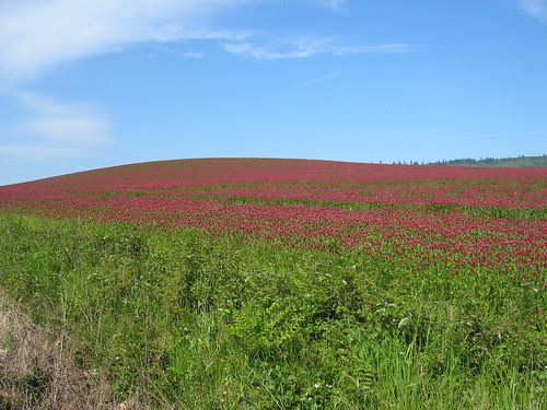 Red Clover Hill on Spring Hill Rd