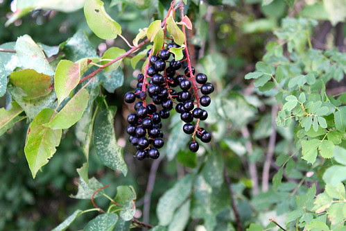 Chokecherries