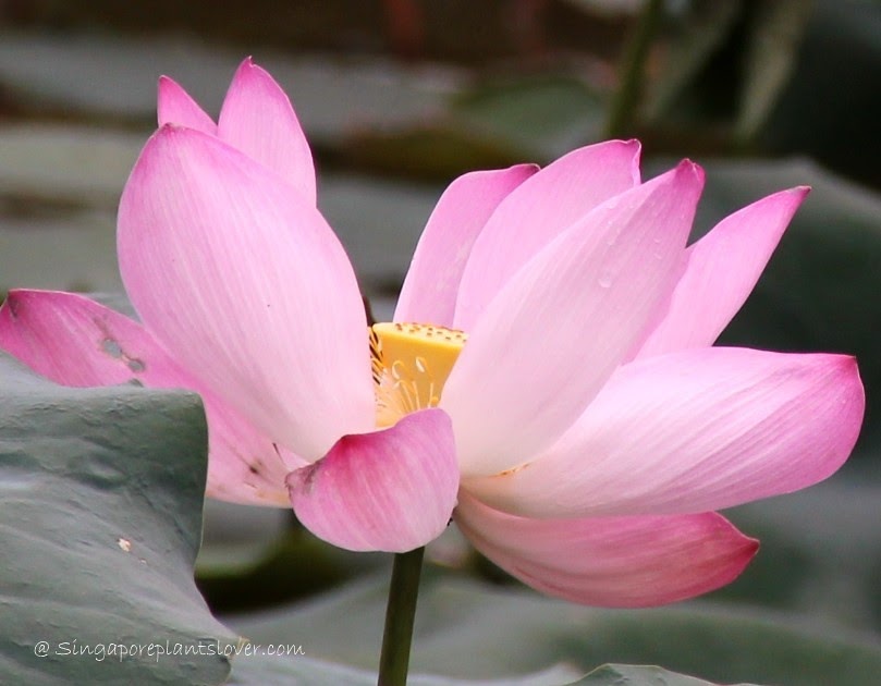 Singapore Plants Lover Lotus And Water Lily