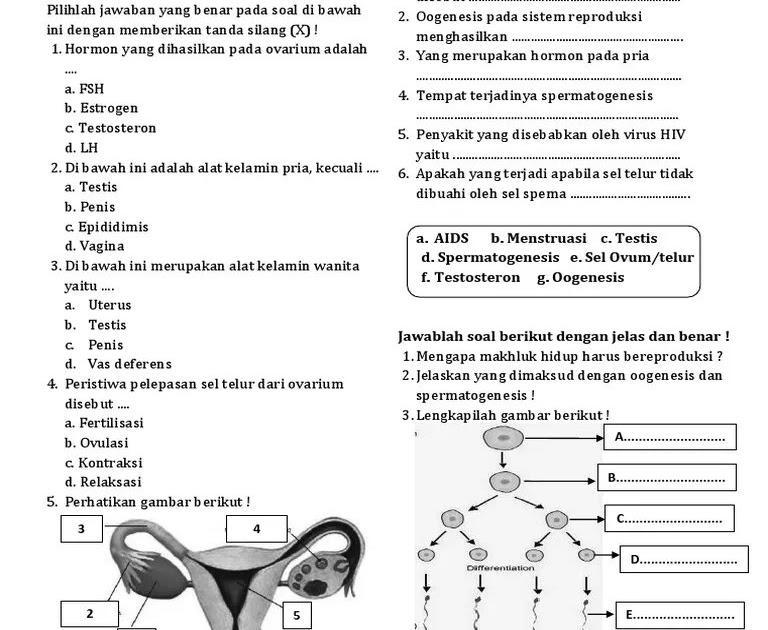 Soal Kelainan Pada Sistem Reproduksi - Bumi Soal