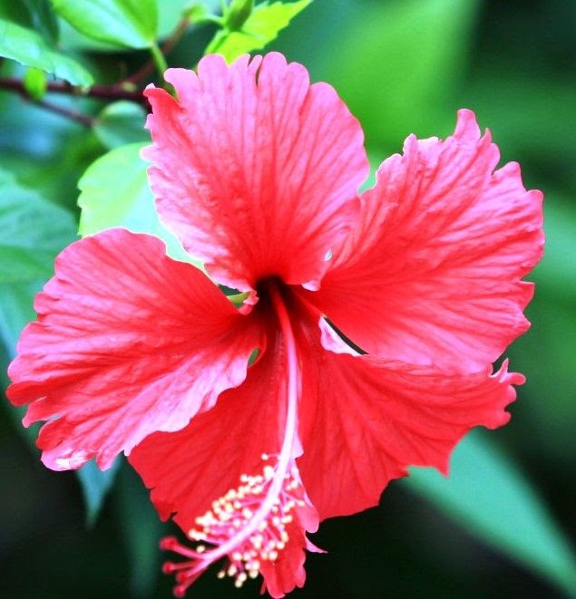 Flowers In Vanuatu