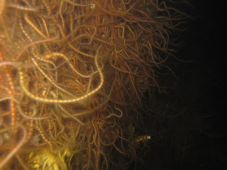 Wall of brittle star