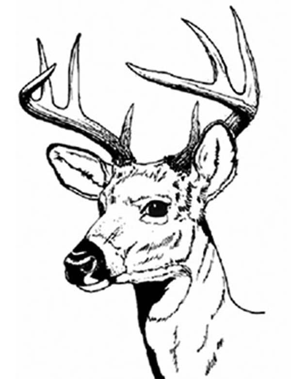 Realistic Hunting Coloring Pages - Coloring Our World