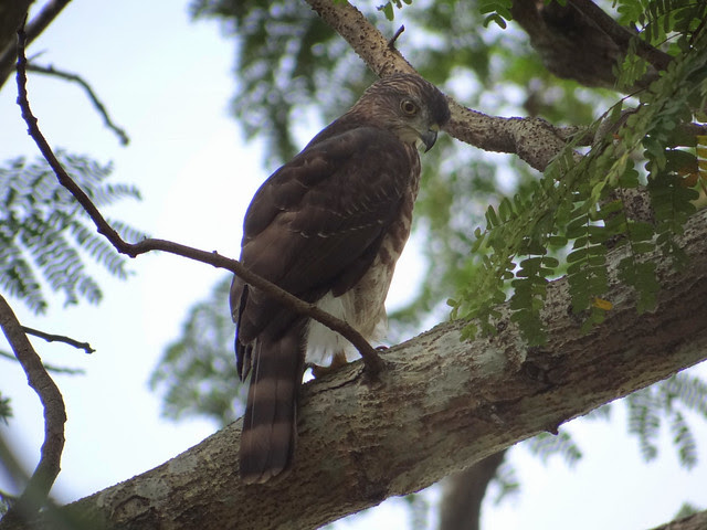 鳳頭蒼鷹/無限台南