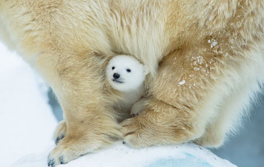 Image result for baby polar bear