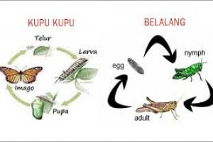 Gambar Siklus Hewan Metamorfosis Tidak Sempurna - Gambar Hewan