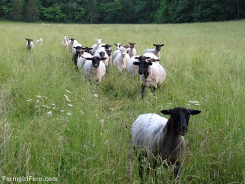 (30-11) Found 'em! - FarmgirlFare.com