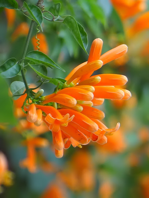 炮仗花/無限台南