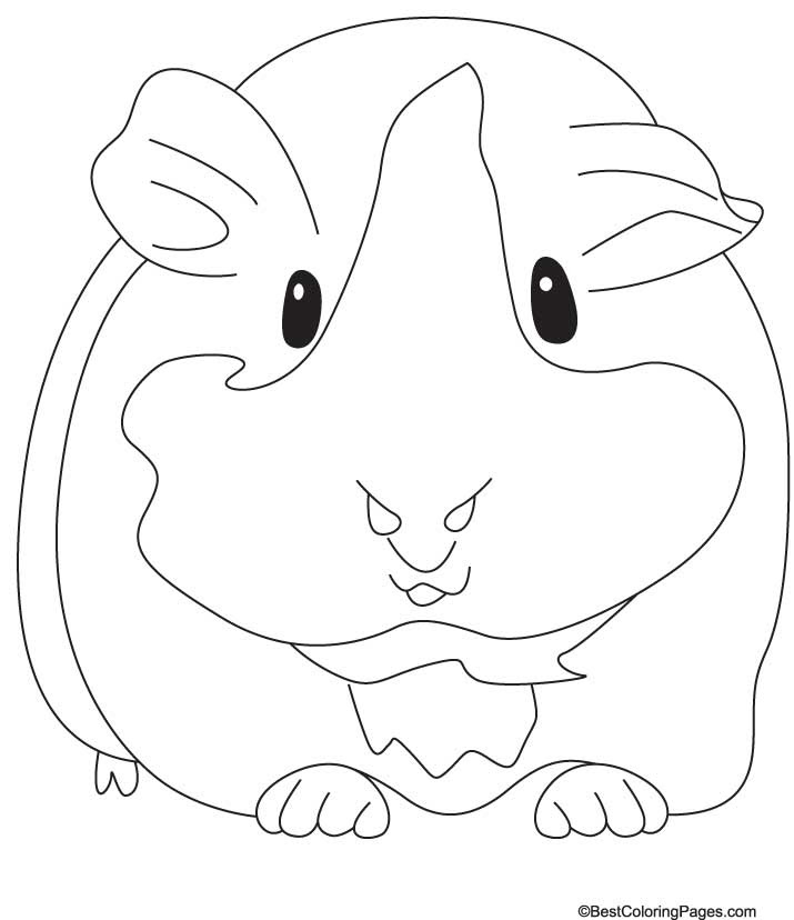 Meerschweinchen Ausmalbild Nadines Ausmalbilder On