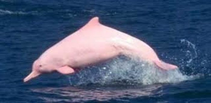 コレクション amazon river dolphin food chain 345795-Amazon river dolphin food