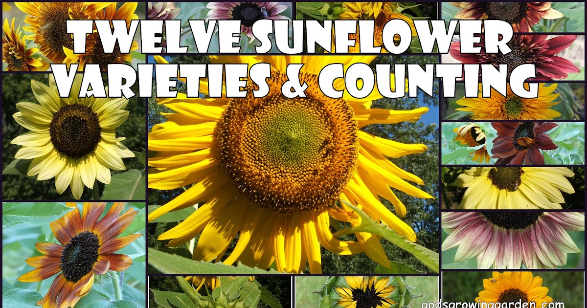 God's Growing Garden: Twelve Sunflower Varieties & Counting - Which One ...