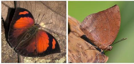 Fountainea ryphea Por; TrekNature
