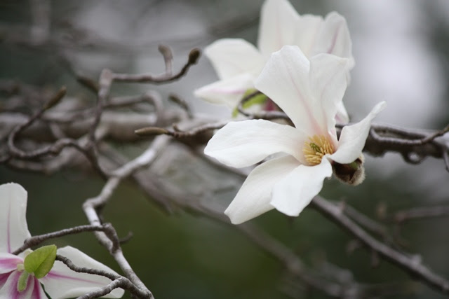 IMG_0596 (640x427, 88Kb)