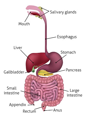 Liver Diagram Without Labels : Human Body Internal Organs With Label