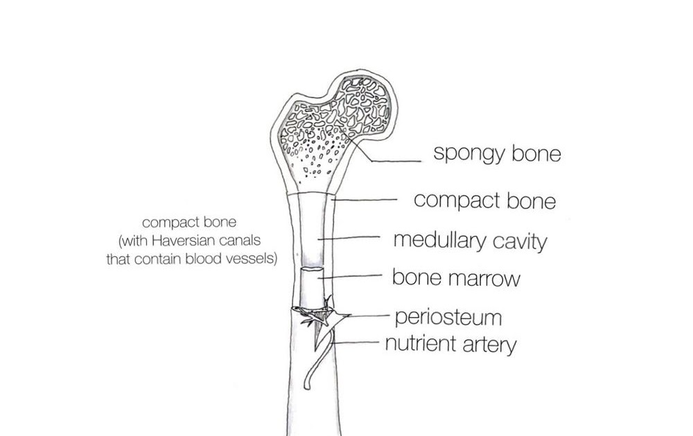 Long Bone Diagram - Human skeleton - Long bones of arms and legs