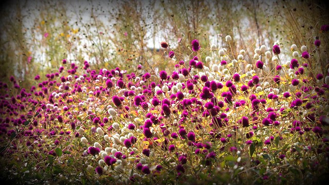 美しい花の画像 最高ストロベリー フィールド 花