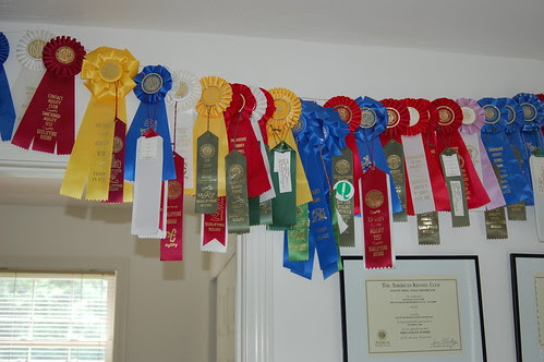 Agility trial ribbons