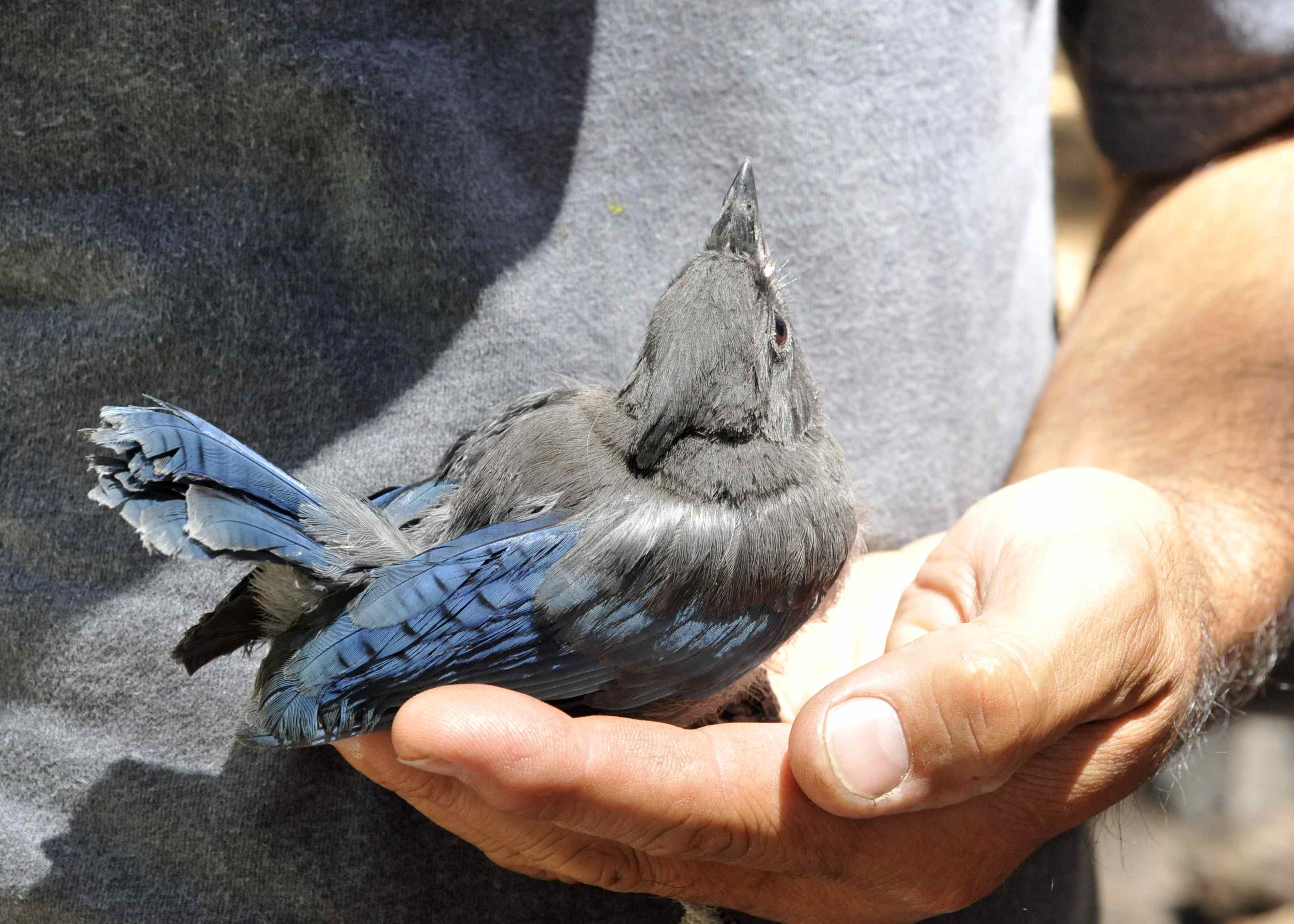 Nicolle's Originals Backyard Steller's Jay Nest The Babies Hatched!